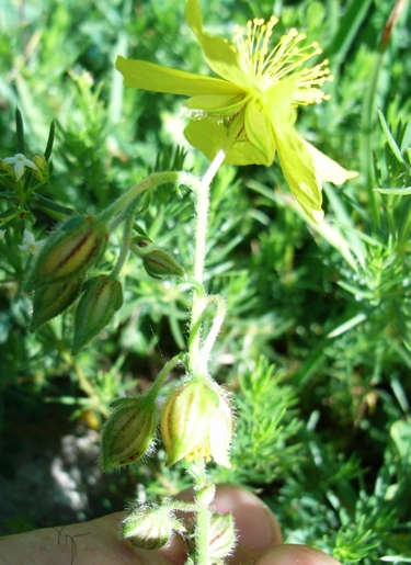 Helianthemum cfr. nummularium